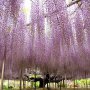 クレジットカード現金化栃木県業者の換金率口コミを調査